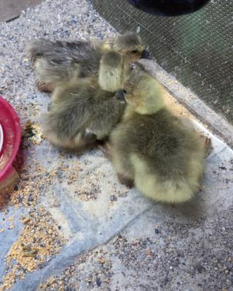 Piccoli di oca