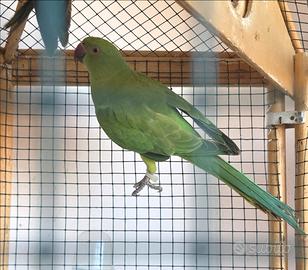 Pappagallo parrochetto dal collare