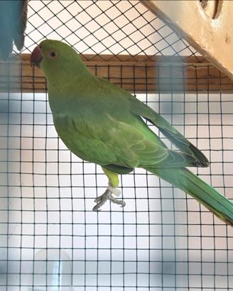 Pappagallo parrochetto dal collare