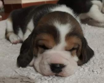 Beagle cuccioli