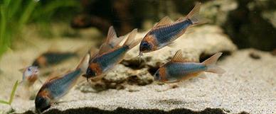 CORYDORAS e ANCISTRUS tutte le colorazioni