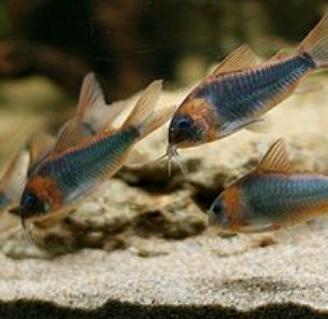 CORYDORAS e ANCISTRUS tutte le colorazioni