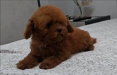 Barboncina femmina Teacup red 3 mesi e mezzo