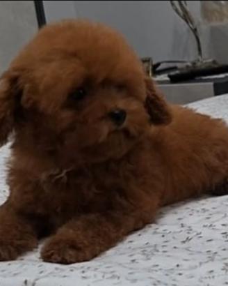 Barboncina femmina Teacup red 3 mesi e mezzo