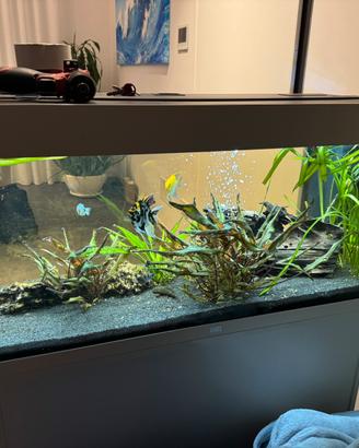 Acquario juwel 180 litri