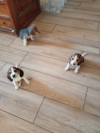 Cuccioli di Beagle Femmine