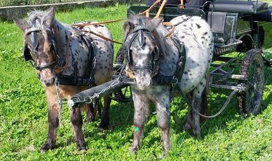 Pony Appalusi