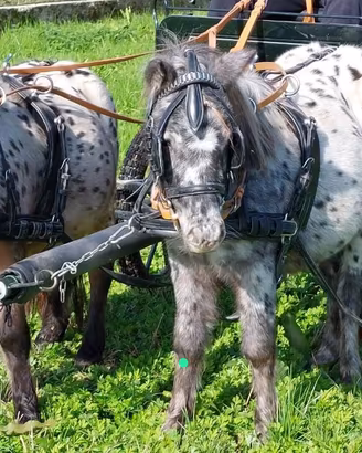 Pony Appalusi