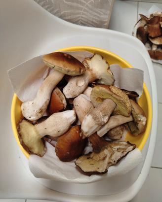 Cesta funghi porcini
