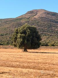 Terreno agricolo edificabile