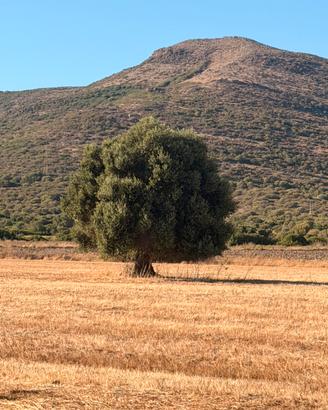Terreno agricolo edificabile
