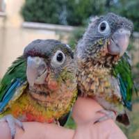 Pappagallo Conuro Fianchi Gialli Allevato a Mano