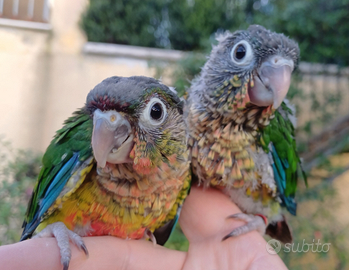 Pappagallo Conuro Fianchi Gialli Allevato a Mano