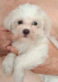 Maltese femmina pedigree ENCI