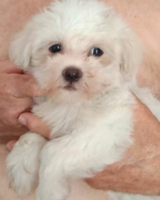 Maltese femmina pedigree ENCI