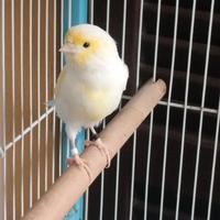 Coppia Canarino( 30 euro )