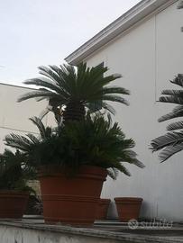 Cycas spettacolari