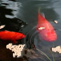 Pesci rossi giallo bianco black sarasa shubunkin