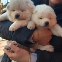 Vendita cuccioli di Akita Inu