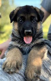 Cuccioli di Pastore Tedesco