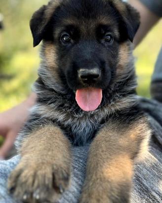 Cuccioli di Pastore Tedesco