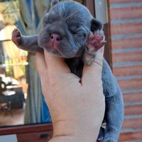 Bulldog francese cuccioli