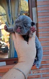 Bulldog francese cuccioli
