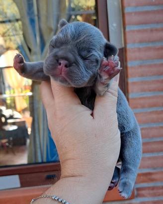 Bulldog francese cuccioli