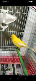 Canarino giallo intenso