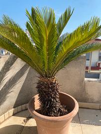 Cikas 5 anni di vita