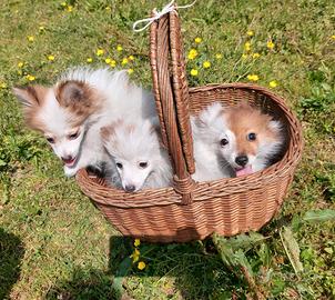 Cuccioli di volpino