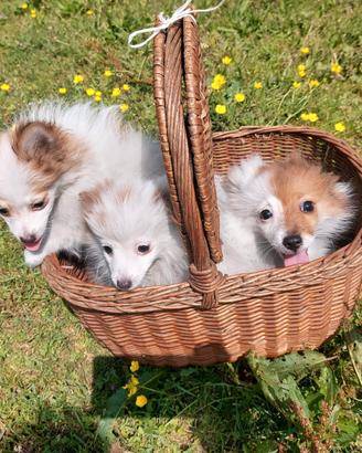 Cuccioli di volpino