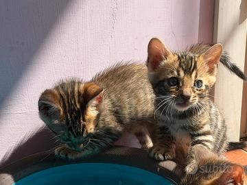Gattini bengala 3 mesi con pedigree