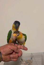 Coppia caicco allevata a mano