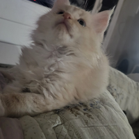 Maine Coon cuccioli