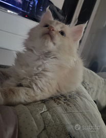 Maine Coon cuccioli