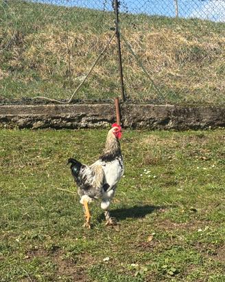 Gallo brahma