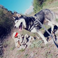 Siberian Husky per Monta