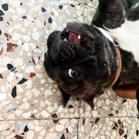 Adozione bulldog francese