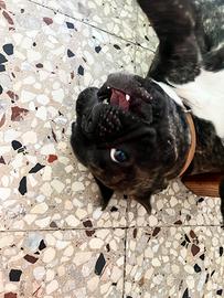 Adozione bulldog francese