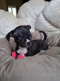 Chihuahua maschietto di piccola taglia