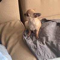 Chihuahua maschietto