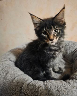 Ultimo cucciolo di Maine Coon