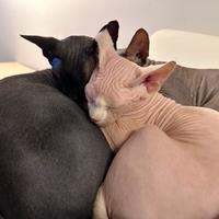 Gatti Sphynx adulti (3-5 anni)