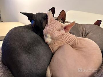 Gatti Sphynx adulti (3-5 anni)