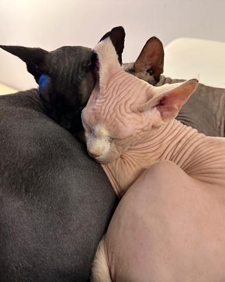 Gatti Sphynx adulti (3-5 anni)