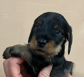 Cuccioli bassotto pelo duro