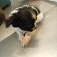 Chihuahua Toy dolcissimi