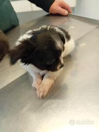 Chihuahua Toy dolcissimi