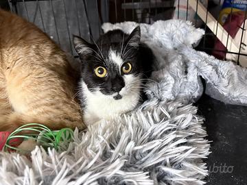 Aurora gattina 5 mesi